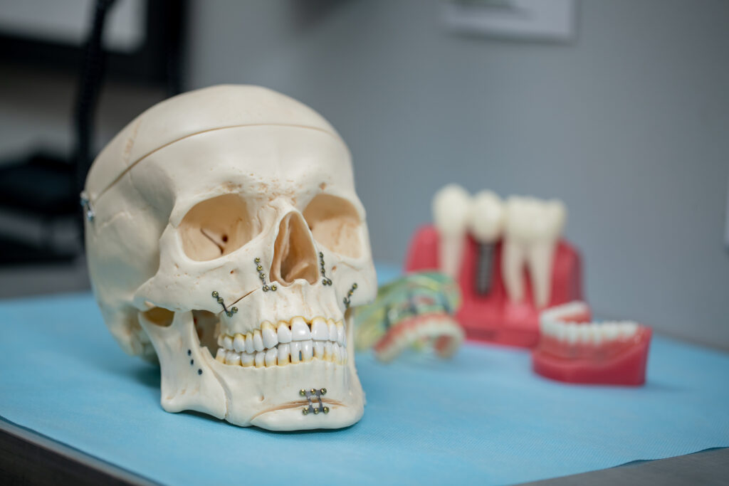 skull and dental models