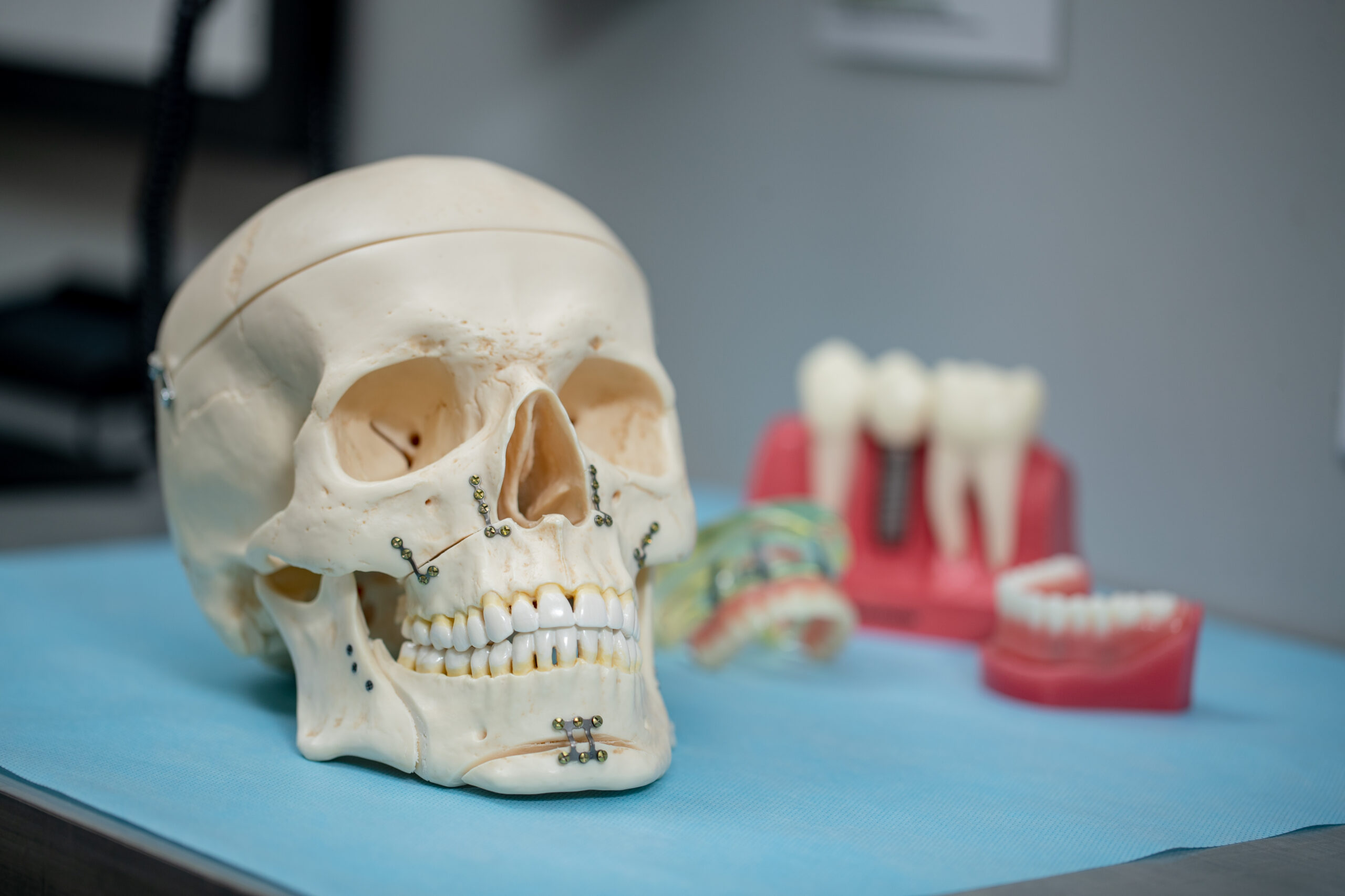 skull and dental models